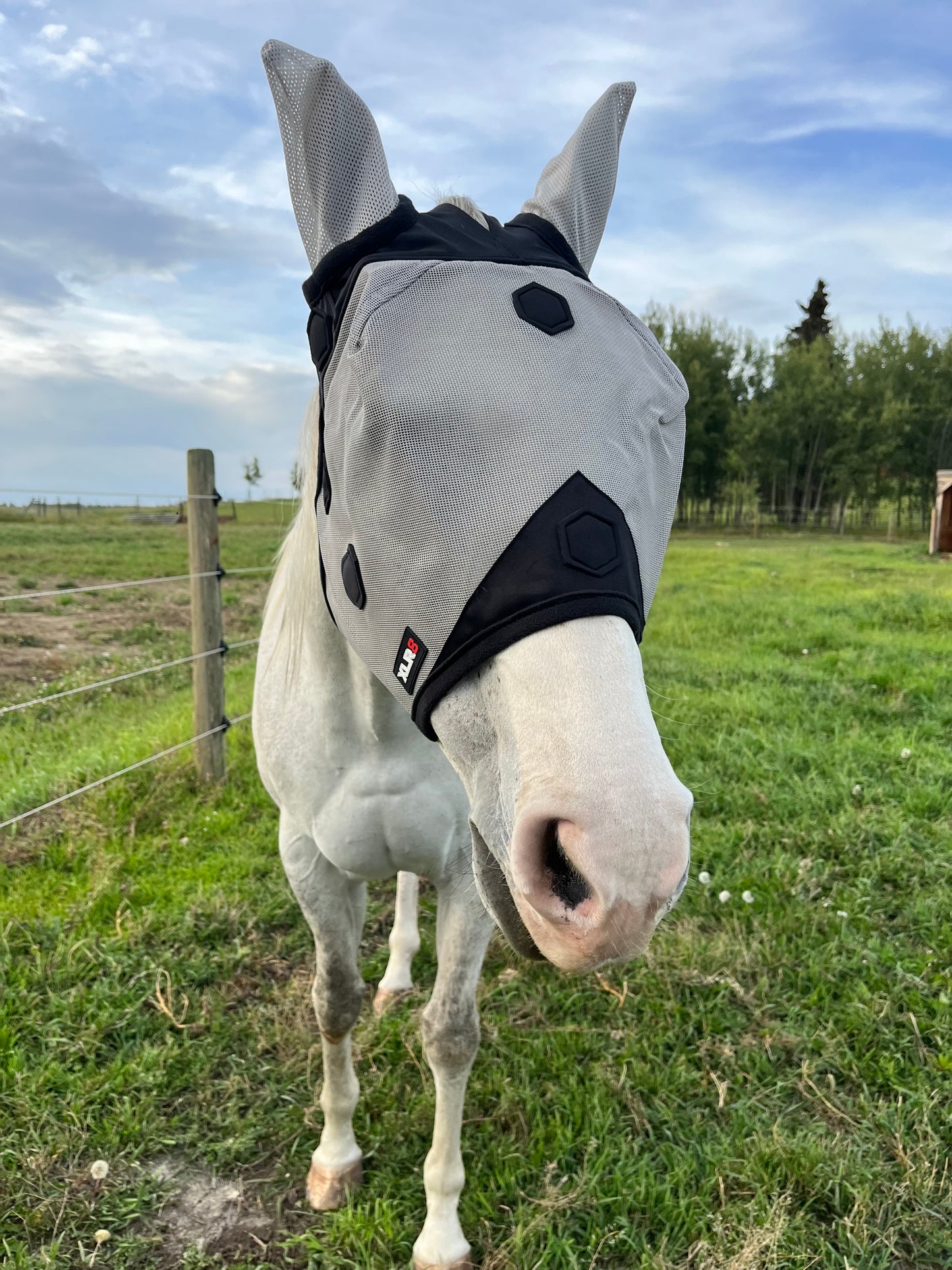 Fly Mask WITH EARS