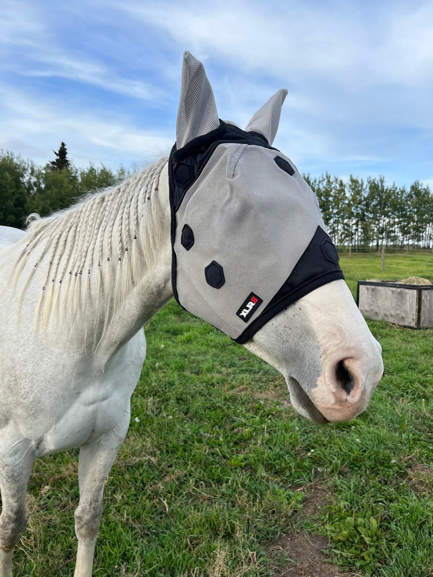 Fly Mask WITH EARS